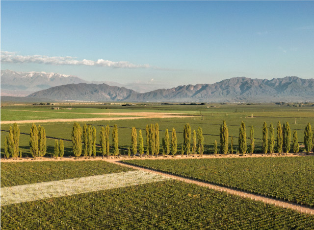 Vineyards in Mendoza